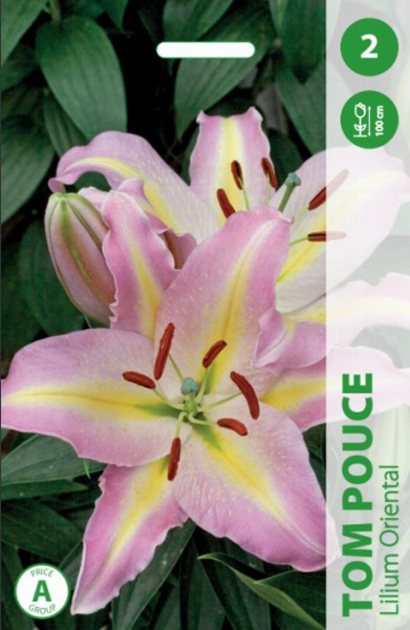 Puķu stādi Lilija Tom Pouce 14-16cm