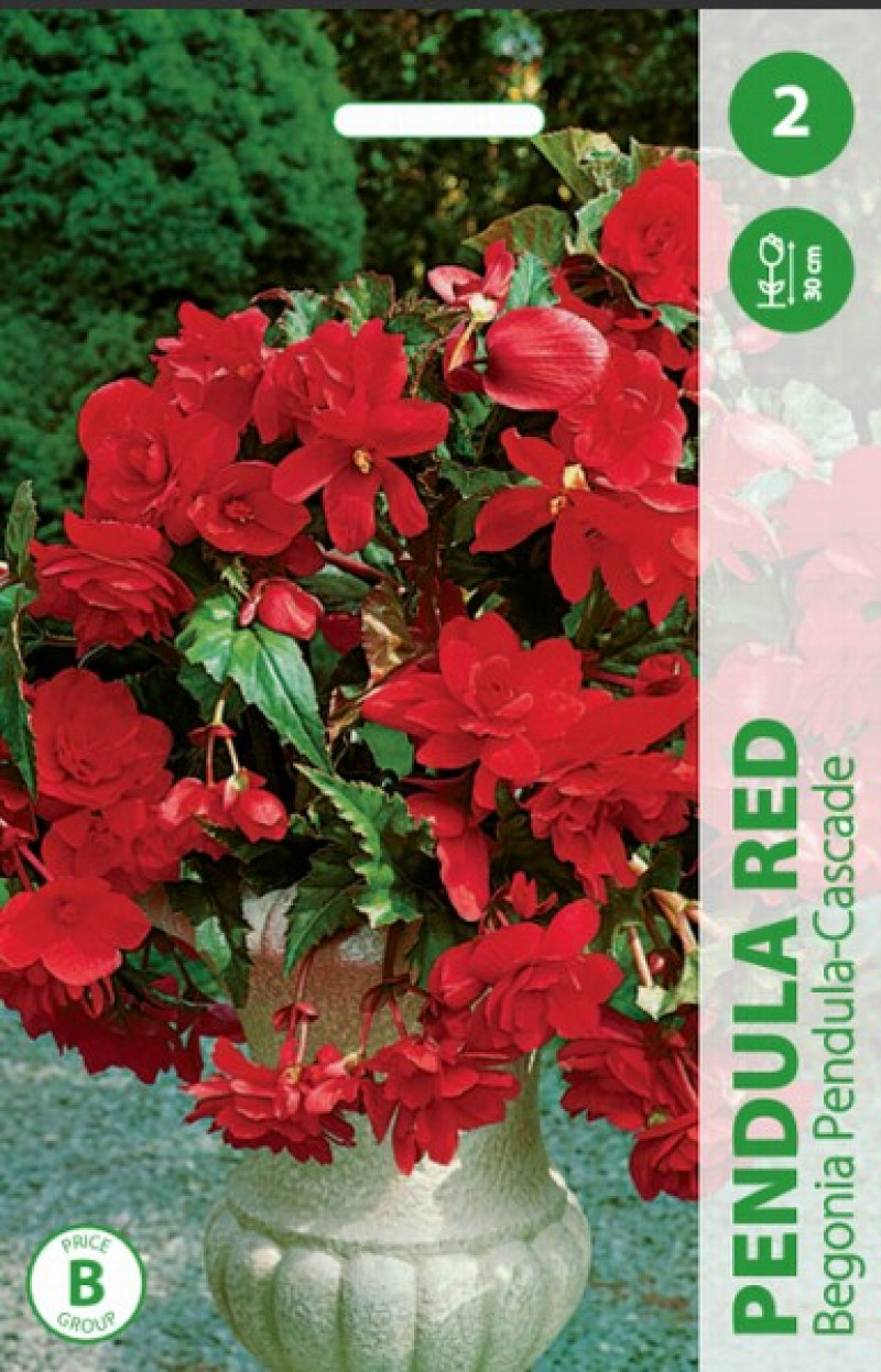 Puķu stādi Begonija Pendula Red 