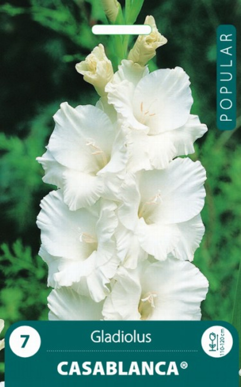 Puķu stādi Gladiolas Casablanca 8-10cm