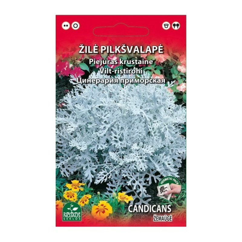 Sēklas Jūras Cineārija 0,2g (12.29)