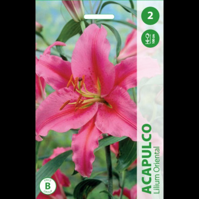 Puķu stādi Lilijas "Acapulco" Nīderlande