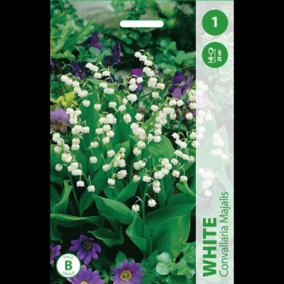 Puķu stādi Maijpuķīte "White" Nīderlande