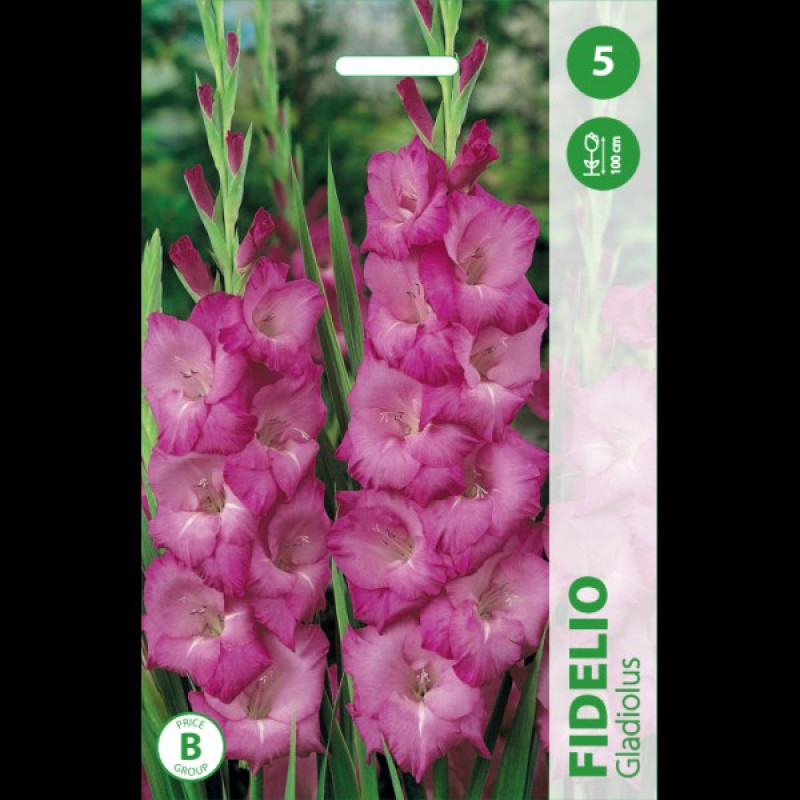 Puķu stādi Gladiola "Fidelio" 12-14cm Nīderlande