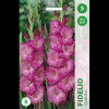 Puķu stādi Gladiola "Fidelio" 12-14cm Nīderlande