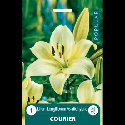 Puķu Stādi Lilija Courier