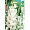  Puķu Stādi GLADIOLAS WHITE PROSPERITY 12-14cm
