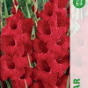 Puķu stādi Gladiolas Oscar