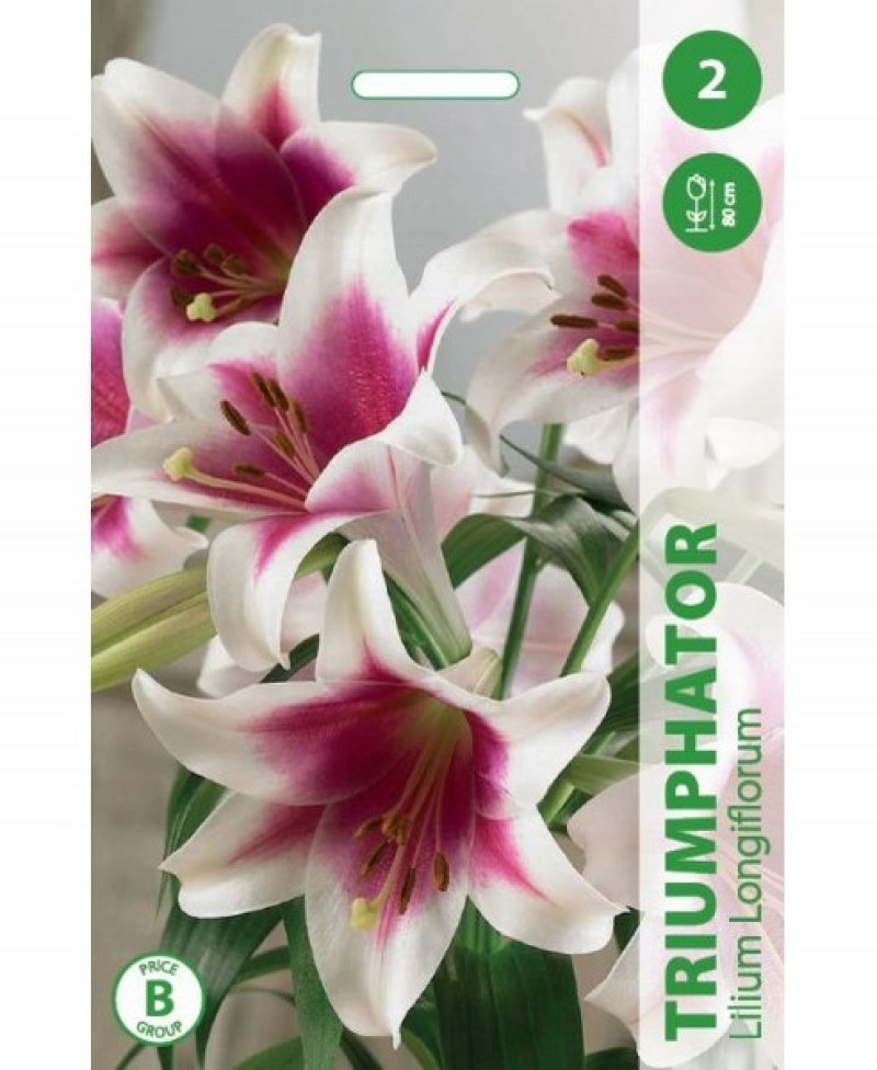 Puķu stādi Lilija Triumphator 12-14cm