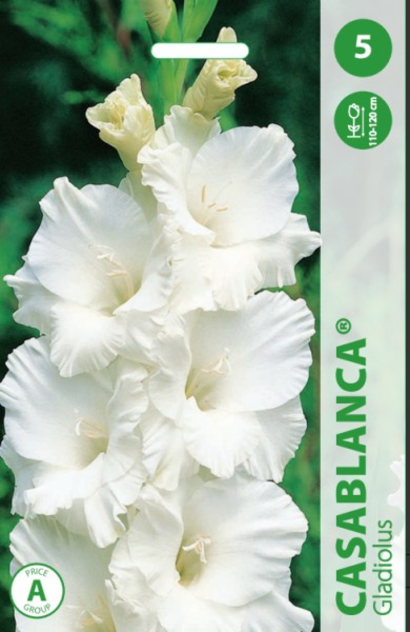 Puķu stādi Gladiolas Casablanca 10-12cm