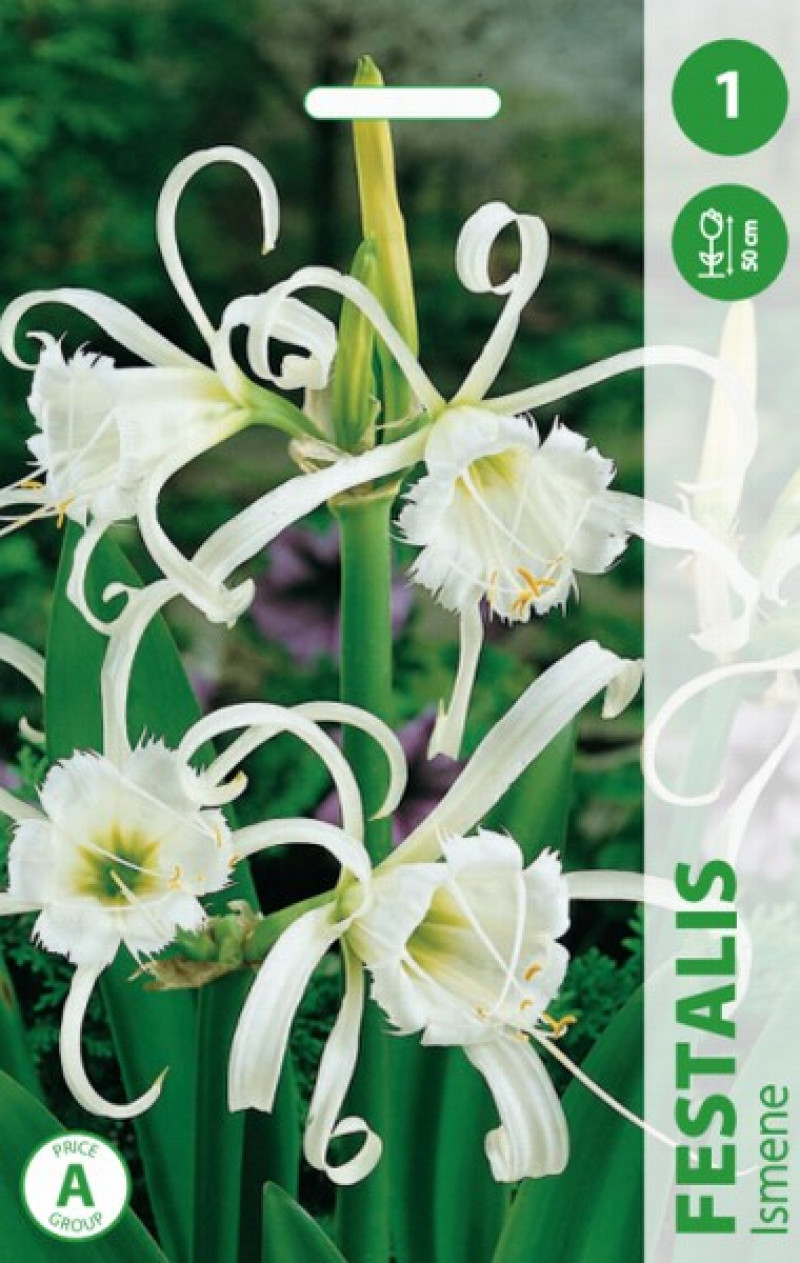 Puķu stādi Ismēne FESTALIS