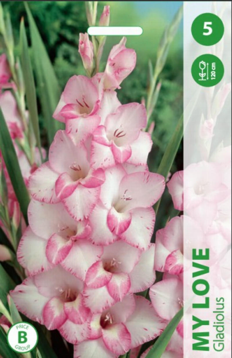Puķu stādi Gladiolas My Love 12-14cm